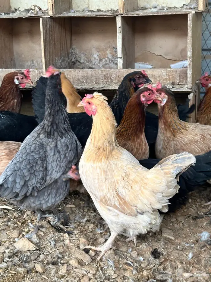 دجاج بلدي جروم تب 1