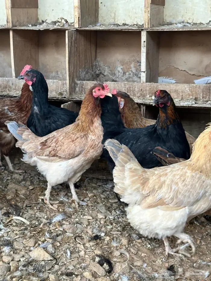 دجاج بلدي جروم تب 2