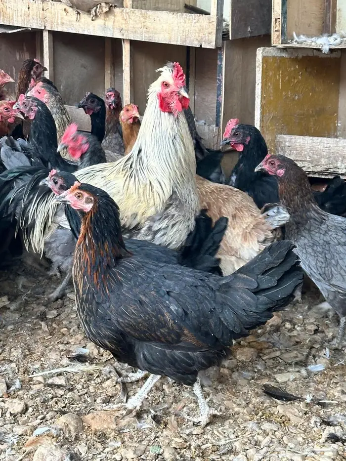 دجاج بلدي جروم تب 3