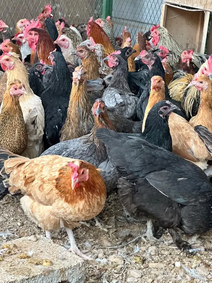 دجاج بلدي جروم تب 4