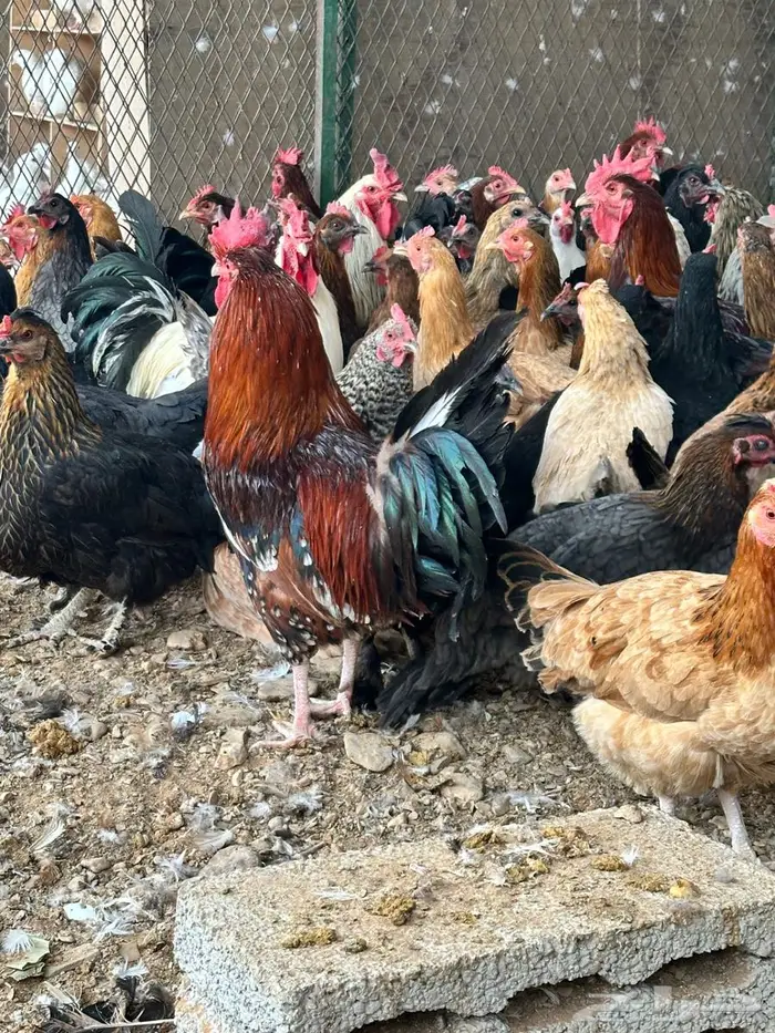 دجاج بلدي جروم تب 0