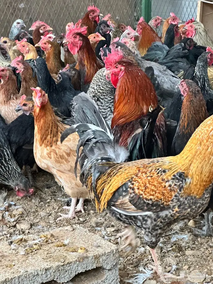 دجاج بلدي جروم تب 5