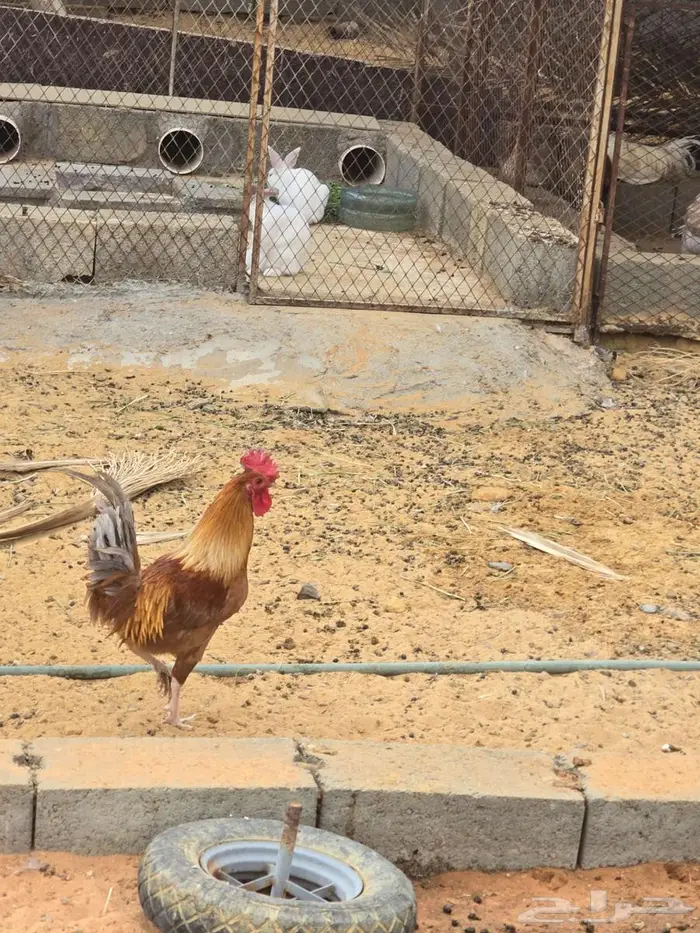 ديكه للبيع 0