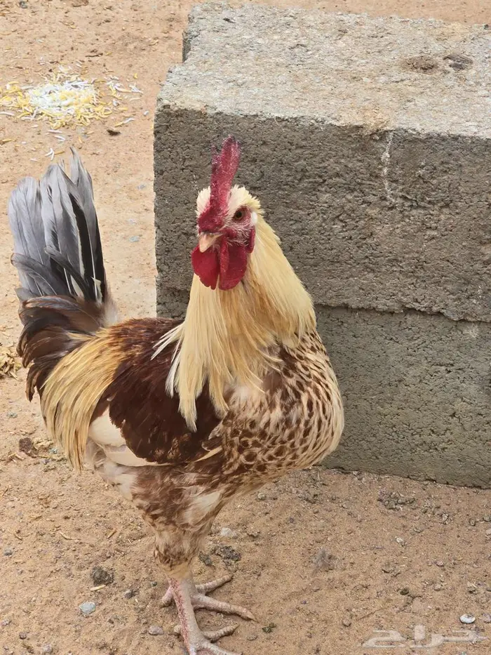 ديكه للبيع 1