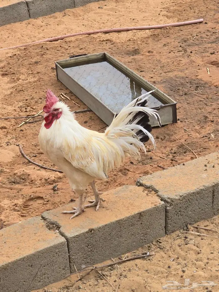 ديكه للبيع 3