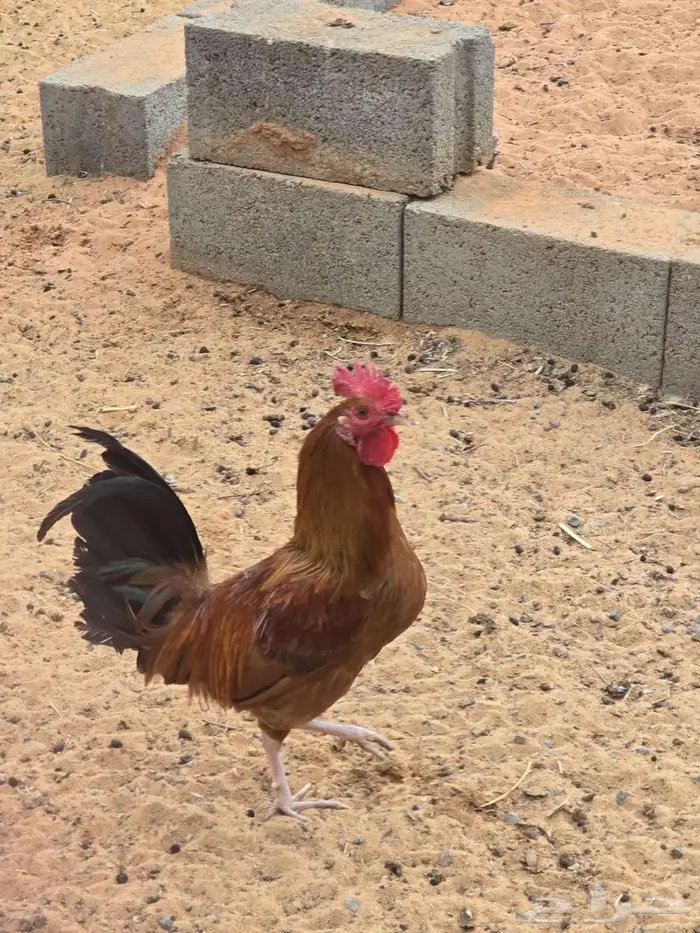 ديكه للبيع 2