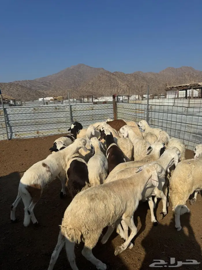 سواكن بيض جذعان وسمان 2