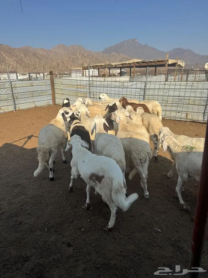 سواكن بيض جذعان وسمان 3