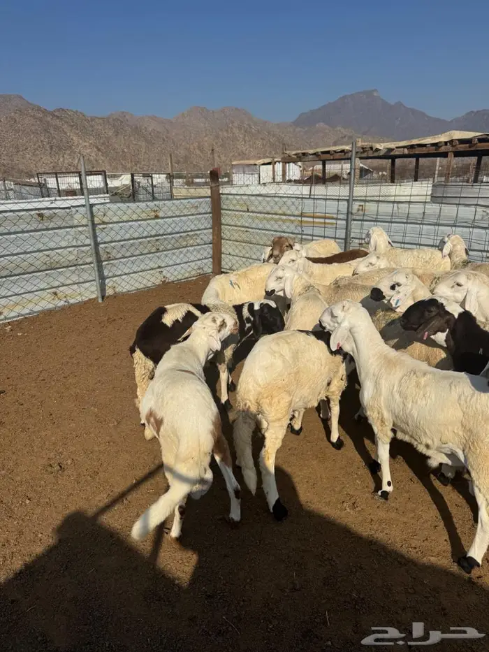 سواكن بيض جذعان وسمان 0