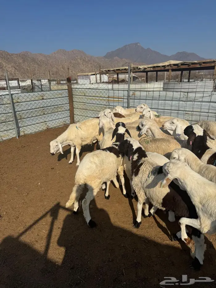 سواكن بيض جذعان وسمان 1