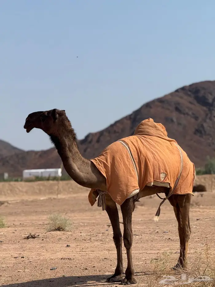 البكره الدبيانيه الكفو 2