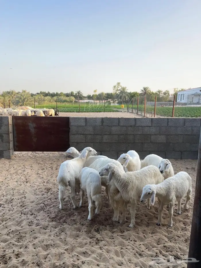 هرافا حري لباني 0