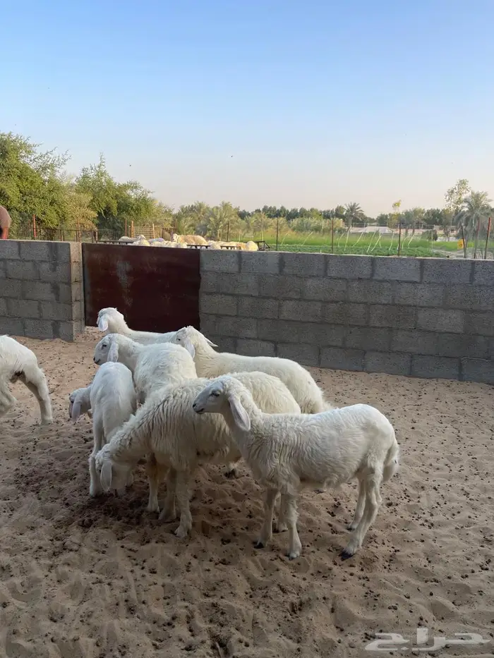 هرافا حري لباني 1