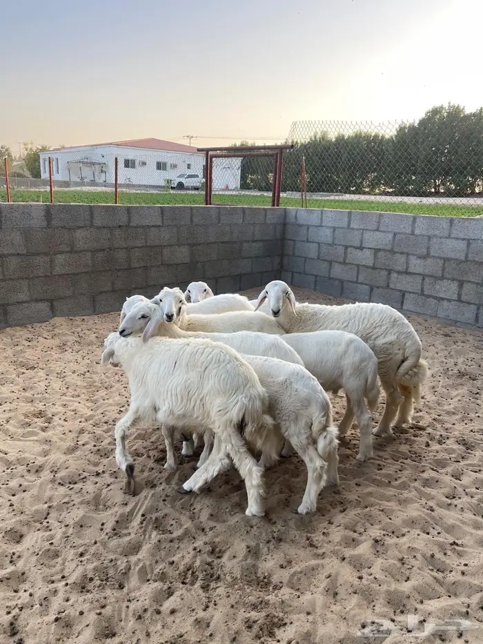 هرافا حري لباني 3