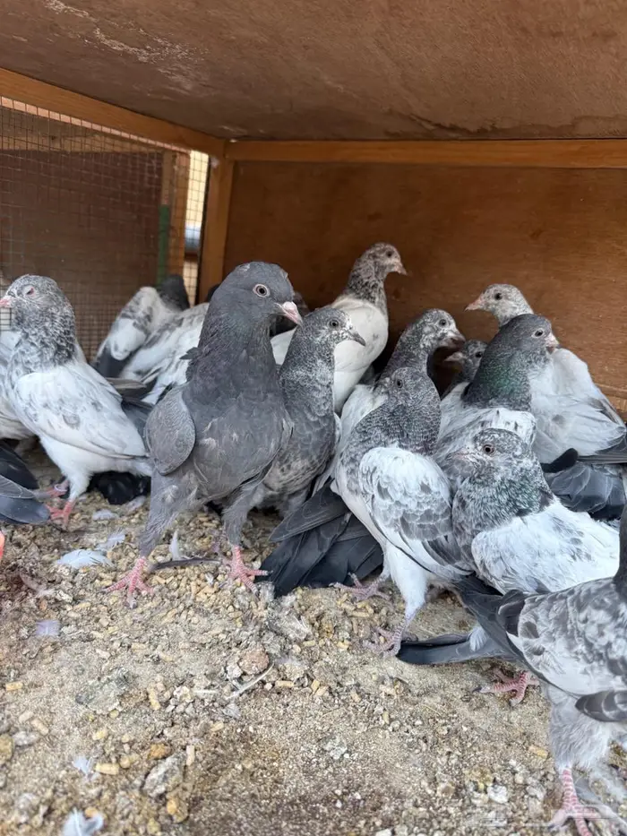 طبات باكستاني 0