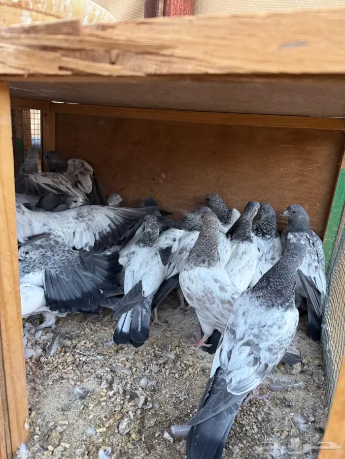 طبات باكستاني 1