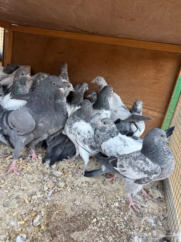 طبات باكستاني 2