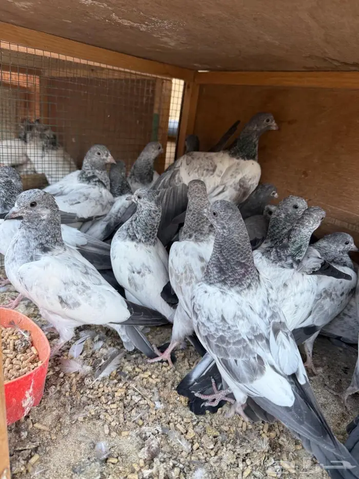 طبات باكستاني 3