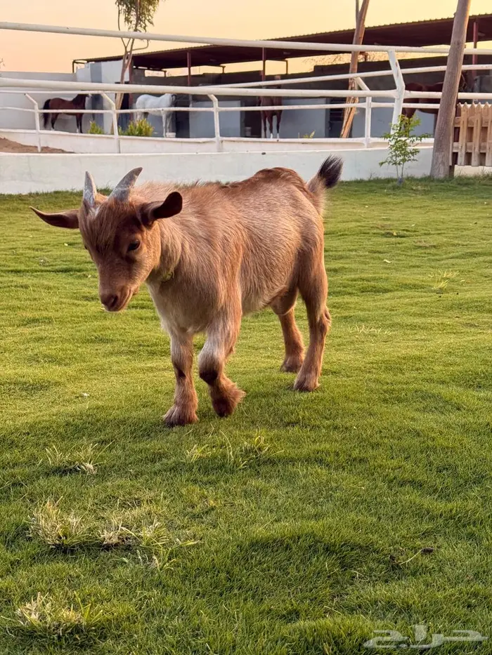 تيس قزم اليف جدا 0