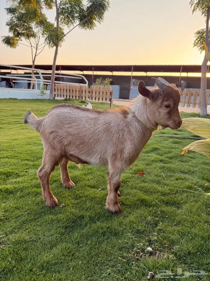 تيس قزم اليف جدا 3