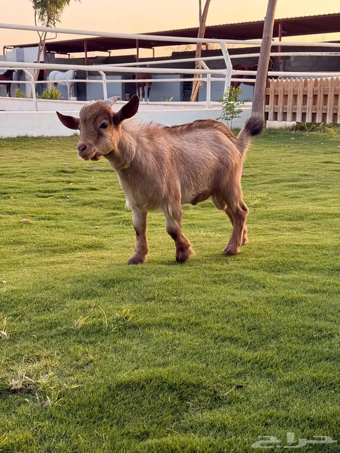 تيس قزم اليف جدا 1