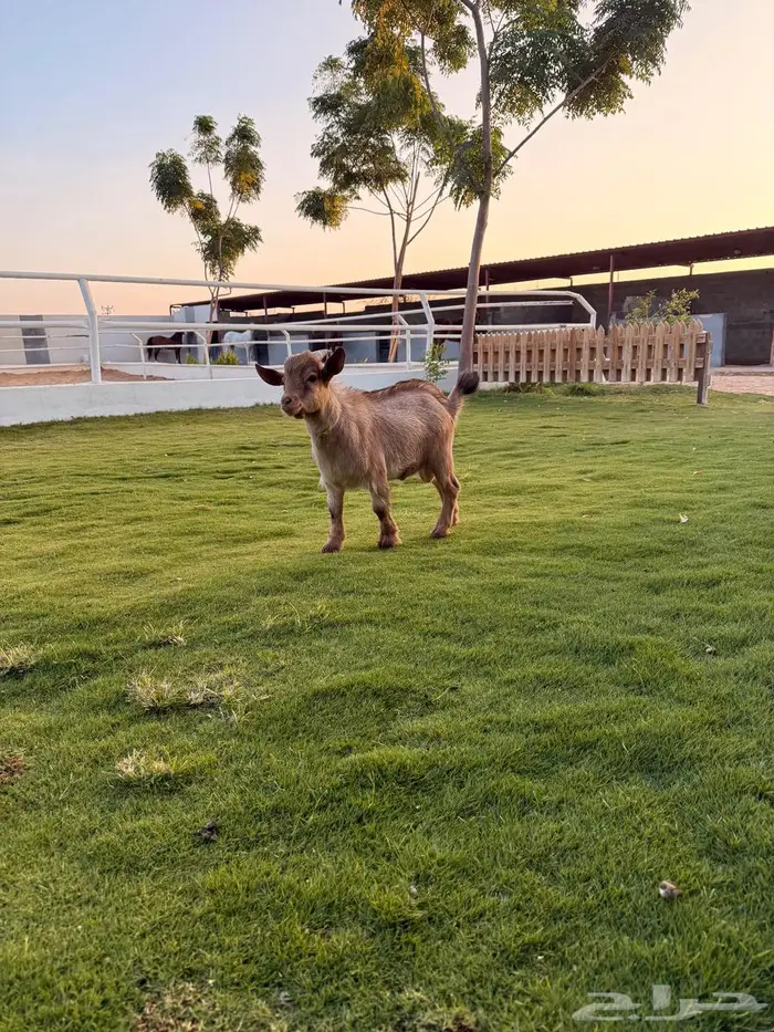 تيس قزم اليف جدا 2