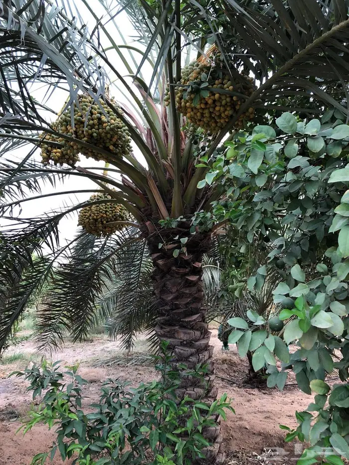 استراحه للبيع 5