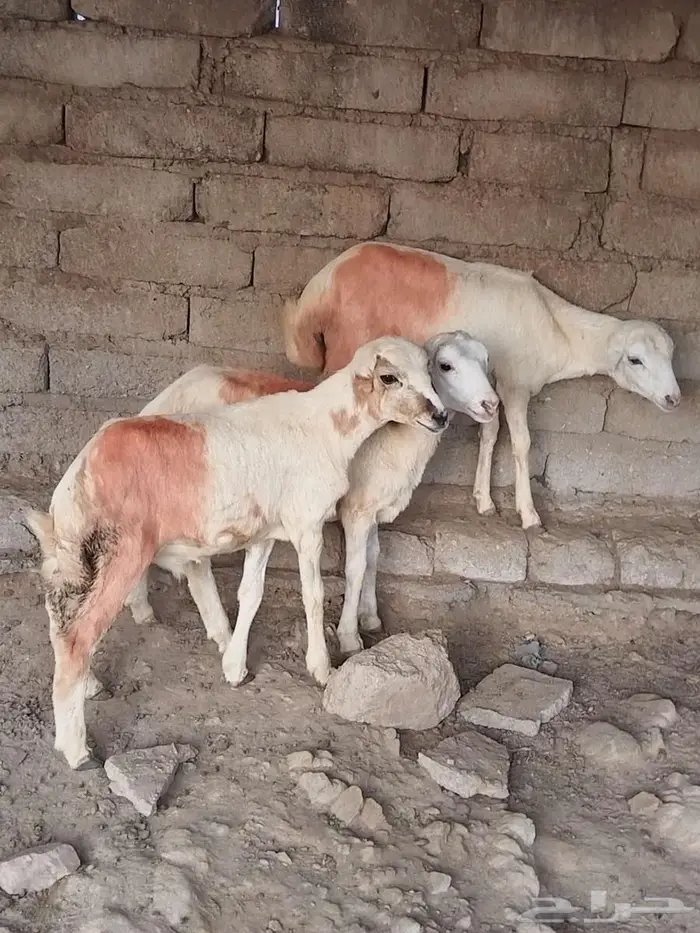 كباشه للبيع 1