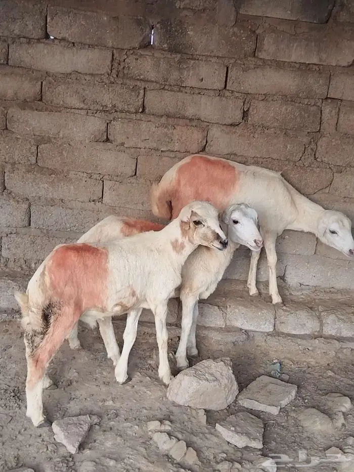 كباشه للبيع 0