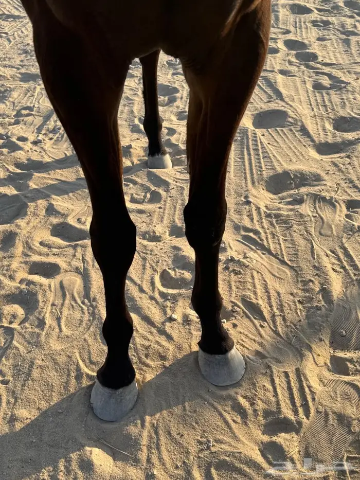 حصان فاخر لون ملكي 5