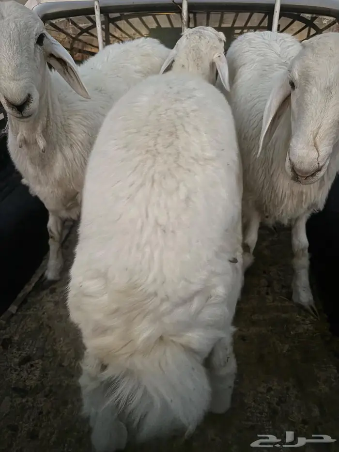 طليان حري ذبايح 2