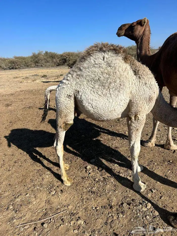 قعود للبيع 0