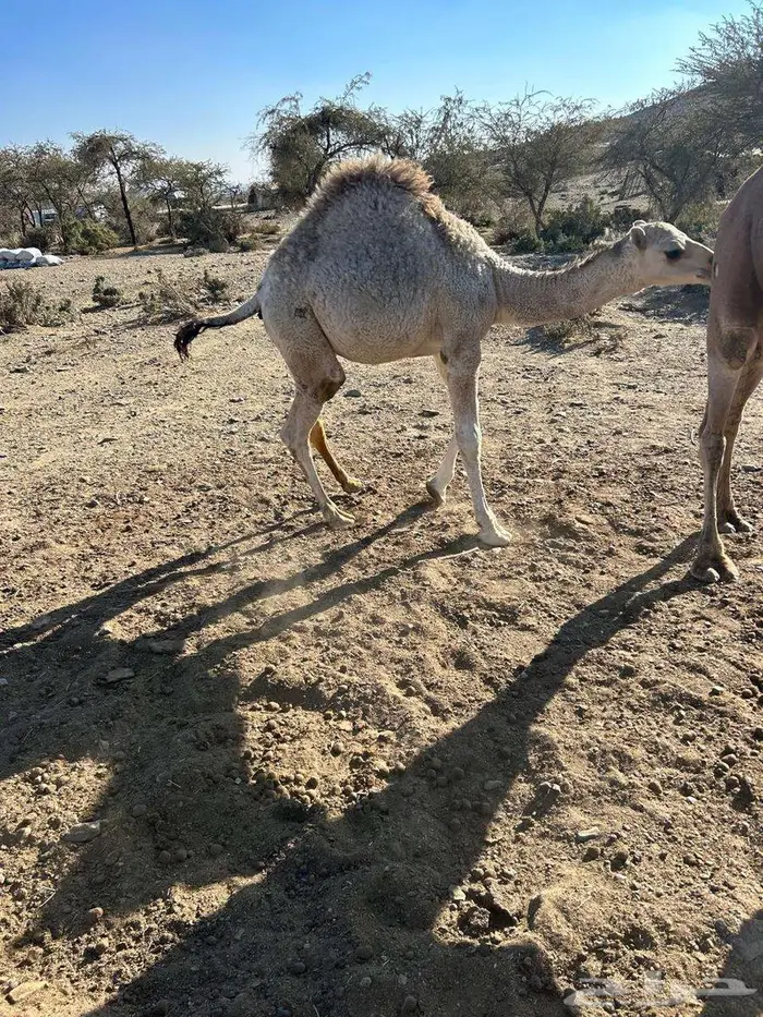 قعود للبيع 1