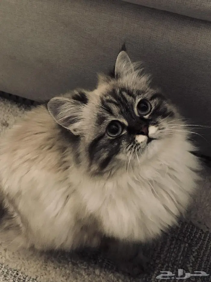 قطة مفقوده 1