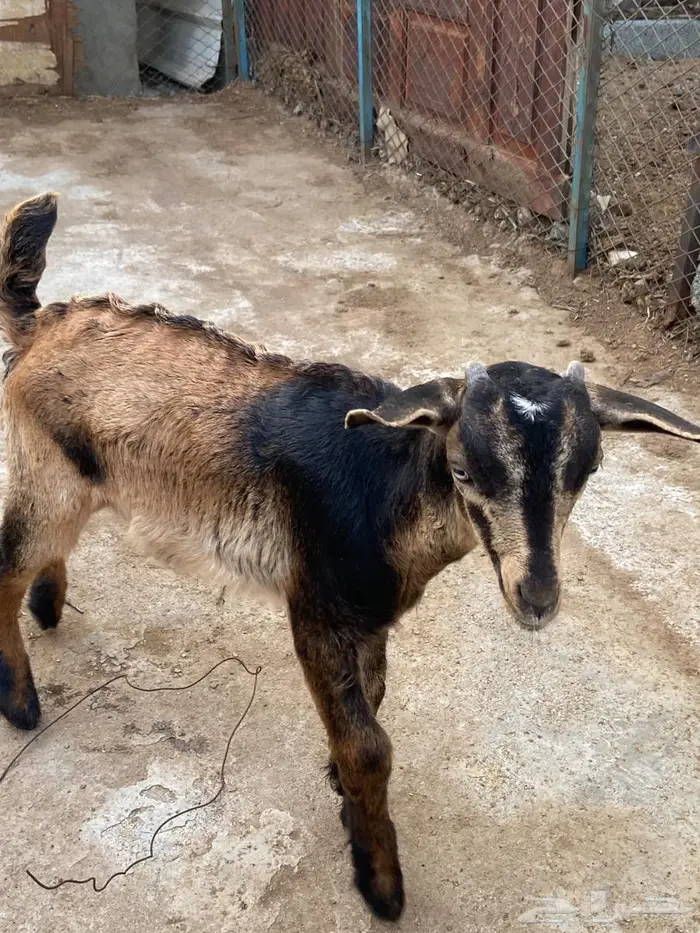 تيوس جنوبيه 1