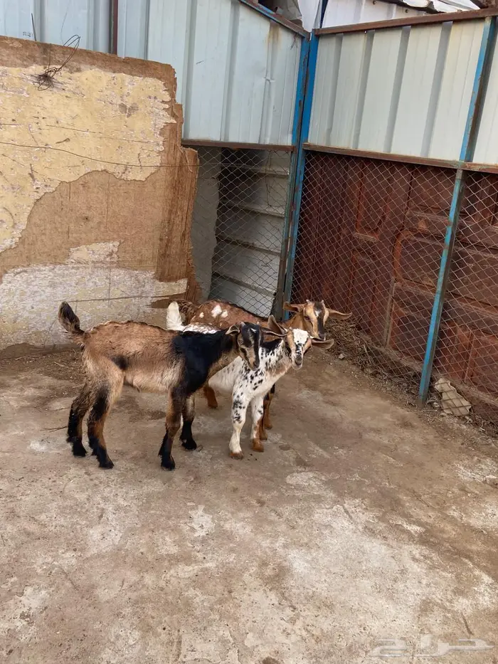 تيوس جنوبيه 2