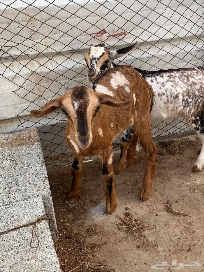 تيوس جنوبيه 4