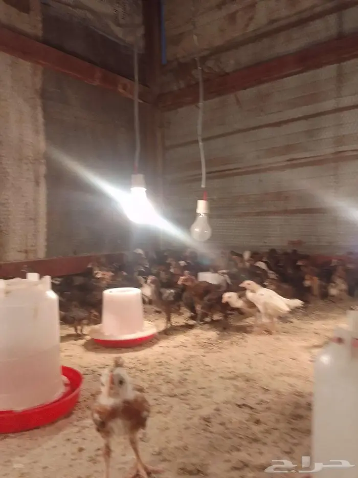 صيصان بلدي 2