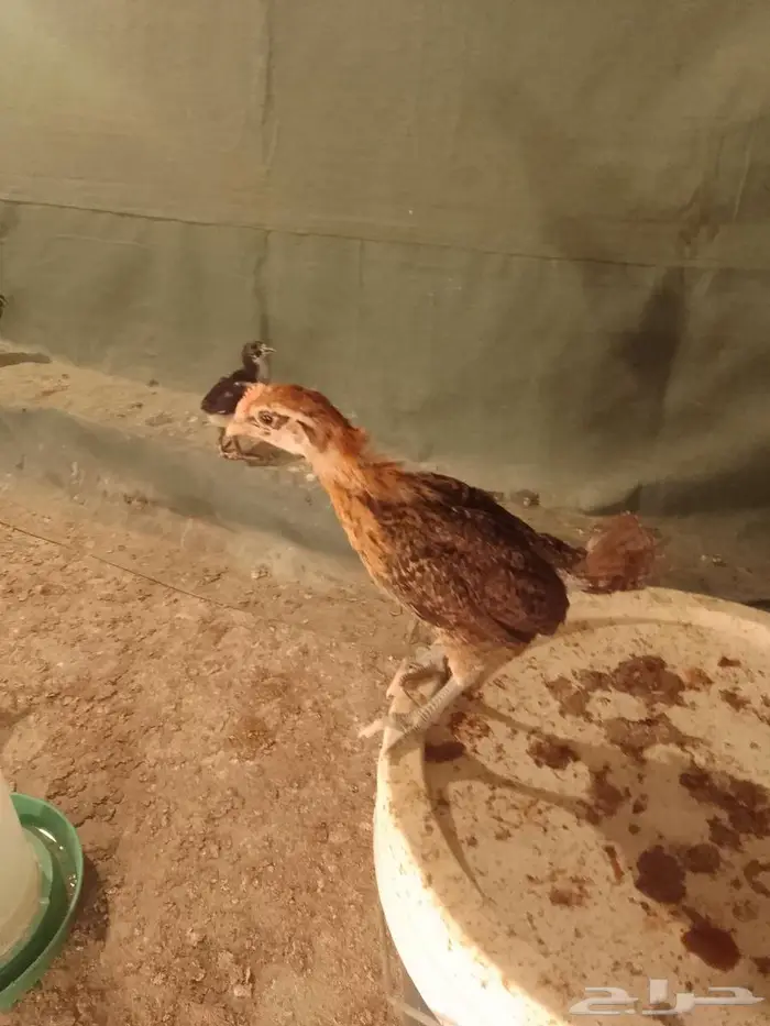 صيصان بلدي 3