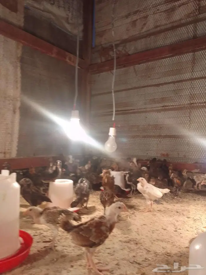 صيصان بلدي 4