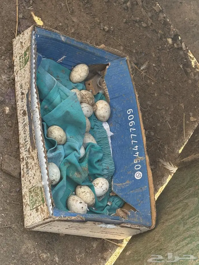 زوجين بط (ذكرين وانثتين) للبيع مع البيض 1