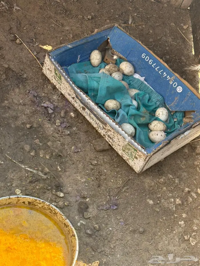 زوجين بط (ذكرين وانثتين) للبيع مع البيض 3