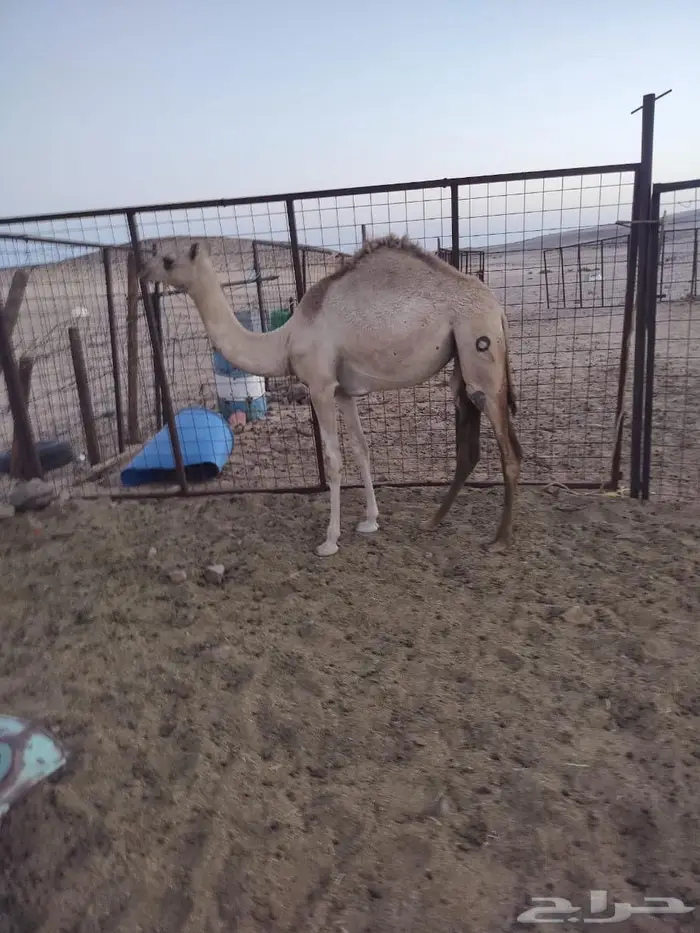 بكار سلاله للبيع 1