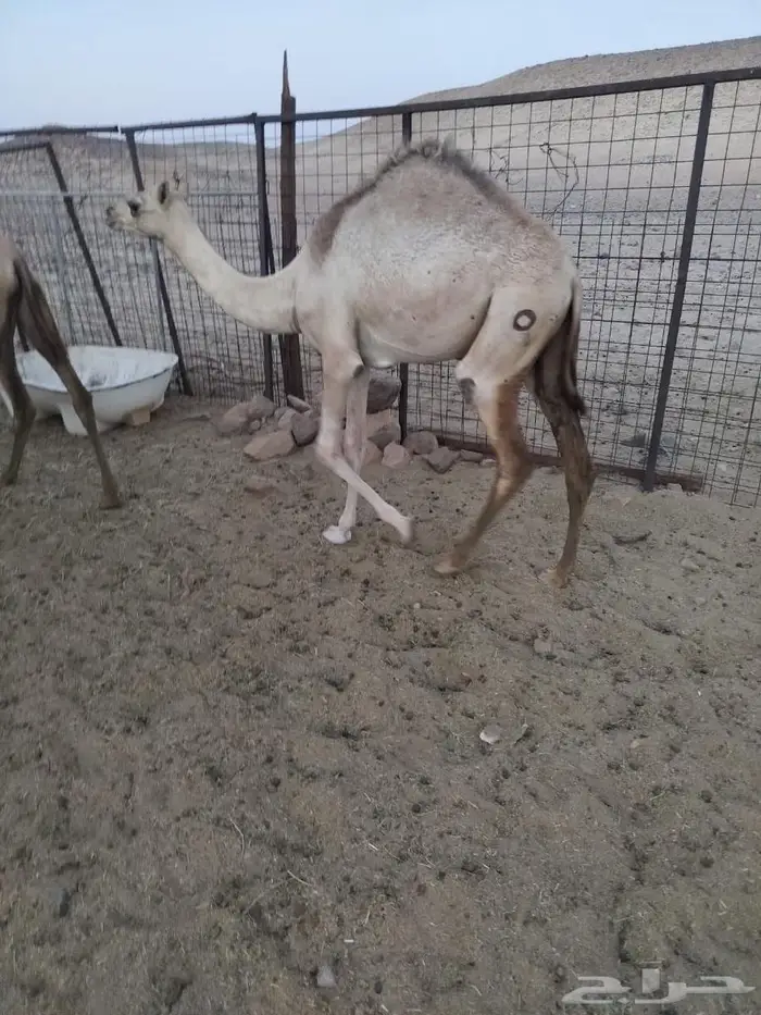 بكار سلاله للبيع 0