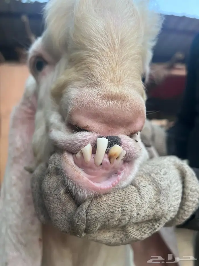 تيس مطور فاخر جرم طيب 2