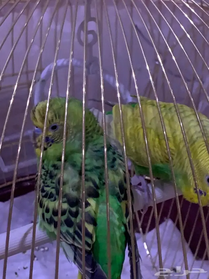 جوز بادجي سليم ونظيف 0