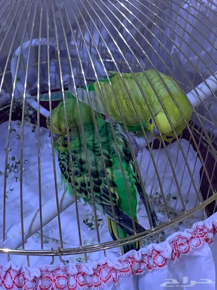 جوز بادجي سليم ونظيف 4