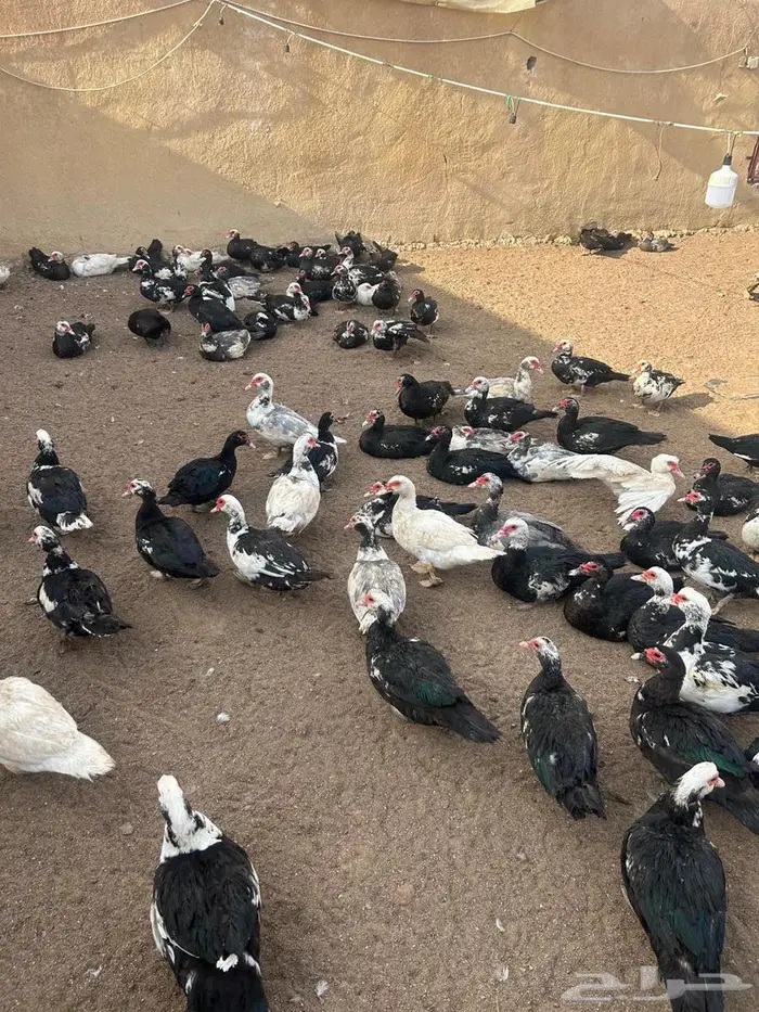 بح مسكوفي مصري 1