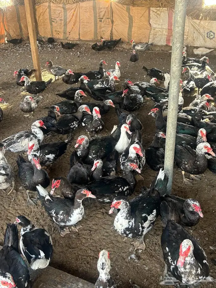 بح مسكوفي مصري 2