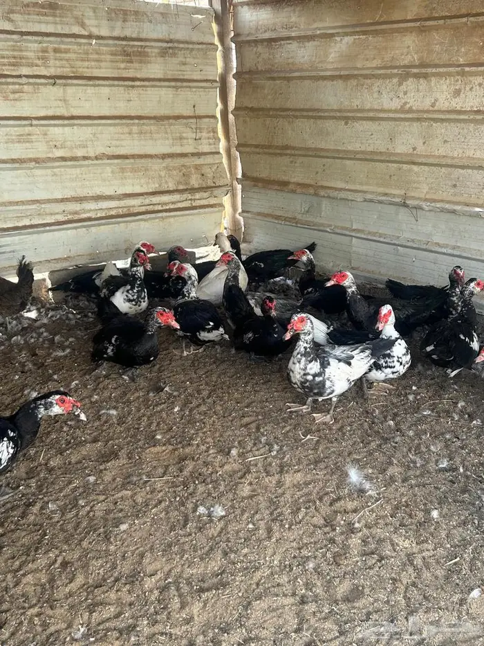 بح مسكوفي مصري 0